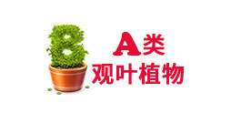 重(zhong)慶綠植租賃