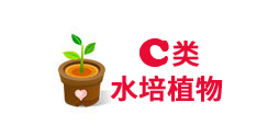 重(zhong)慶水培植物(wù)租賃